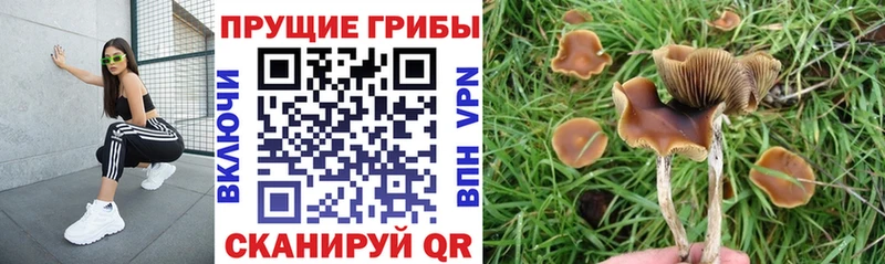 Купить где  Гусев  Галлюциногенные грибы Psilocybine cubensis 